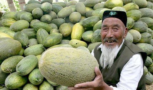 今日哈密瓜批发价,品质佳价优，果香四溢迎丰收”