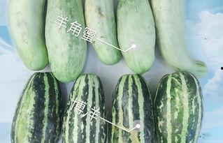 西昌今日瓜,新鲜趣事一网打尽