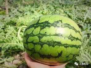 今日的瓜,揭秘娱乐圈最新热点事件