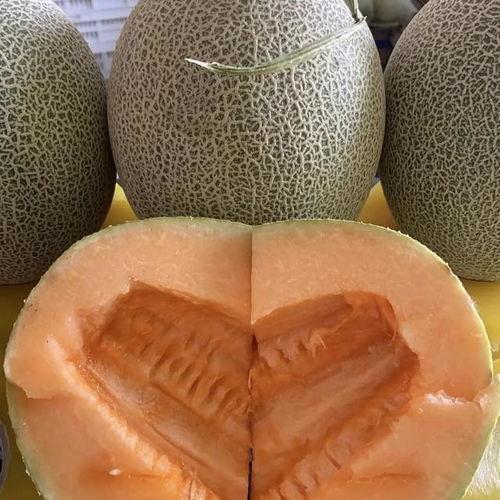 哈密瓜今日价格,新鲜美味尽享实惠