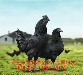 黑守瓜能给鸡吃吗图片,鸡的天然美食探索之旅”