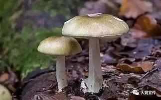 吃瓜爆料黑料蘑菇视频下载,蘑菇视频下载背后的黑料风云