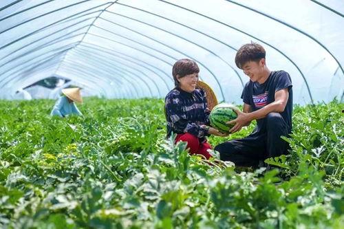 最新全热门瓜,最新全热门瓜盘点，揭秘娱乐圈风云变幻