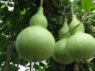 今日葫芦瓜,今日葫芦瓜的时尚魅力与养生奥秘