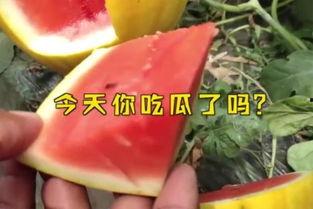 今日吃瓜大瓜fun