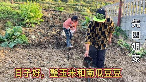 今日瓜下种,探索今日瓜下种的新篇章