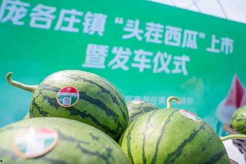 今日开瓜,揭秘瓜界新动态，品味生活趣味瞬间
