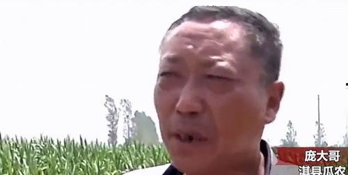 偷瓜事件热门,一场引发热议的邻里纠纷