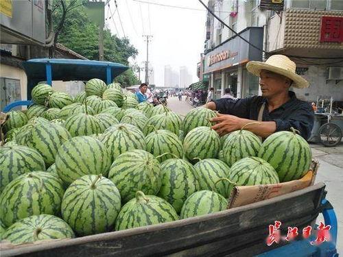 今日卖瓜,探寻瓜市风云，品味生活百态