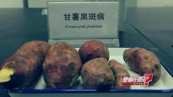 黑麻瓜可以吃吗有毒吗,能否食用及毒性揭秘
