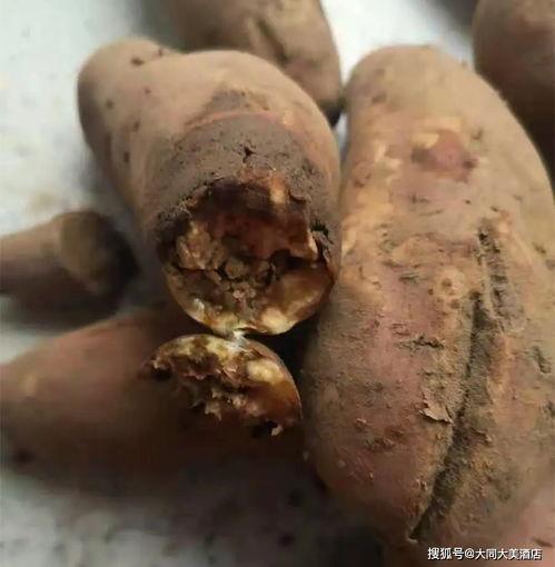 黑麻瓜可以吃吗有毒吗,能否食用及毒性揭秘
