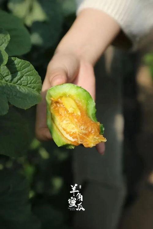 羊角瓜里面黑的可以吃吗,可食用之谜