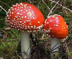 蘑菇吃瓜网黑料国产51,国产51黑料事件深度剖析