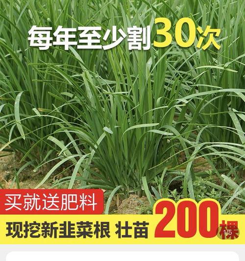吃瓜爆料内蒙古,揭秘当地风俗与趣闻