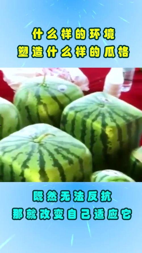 尔晴吃瓜爆料情况,娱乐圈幕后真相大揭秘