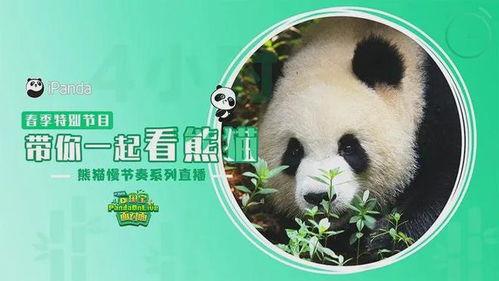 明星网红熊猫图片,明星风采与自然和谐共融