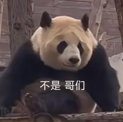 明星网红熊猫图片,明星风采与自然和谐共融