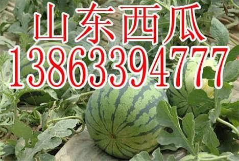 瓜今日行情,今日行情一览，价格波动背后的秘密解析”