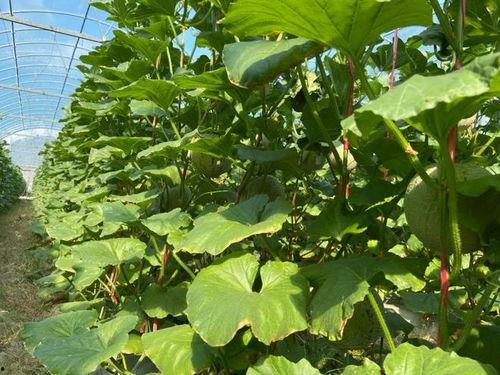 2022热门大瓜,揭秘年度热点事件