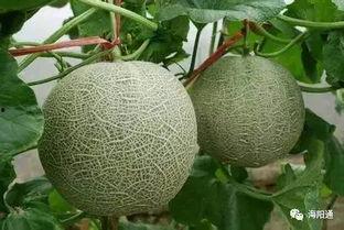 海阳网纹瓜报价今日,品质佳价优引关注”