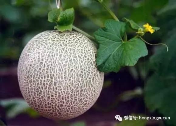 海阳网纹瓜报价今日,品质佳价优引关注”