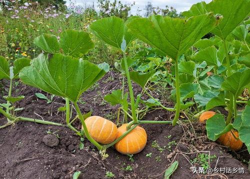 今日瓜品种,揭秘各大瓜品种的传奇故事