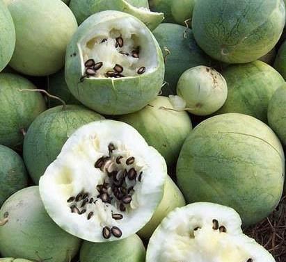 只吃籽的瓜里面特别黑