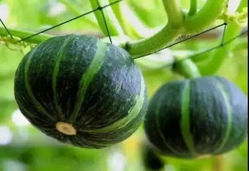 北京吃播网红黑瓜帽