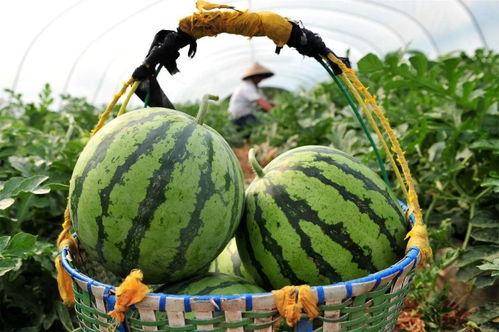 今日有瓜吃,跟随“有瓜吃”探寻娱乐圈最新动态