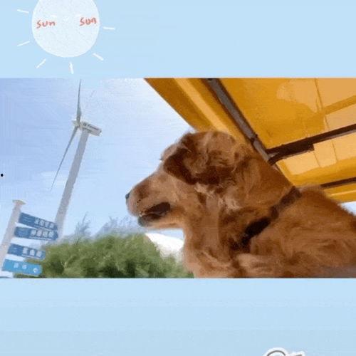 泰国明星网红狗