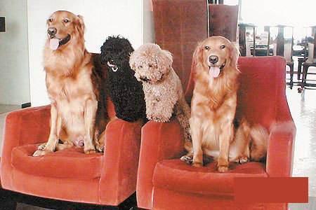 泰国明星网红狗