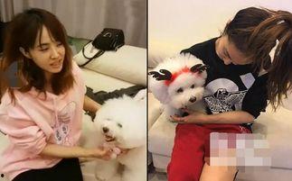 泰国明星网红狗