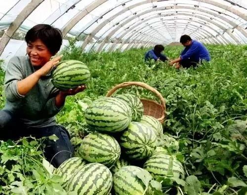 秋瓜垂满架今日摘来稀,今日摘得满架珍稀