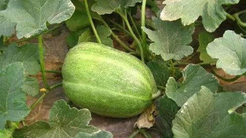 秋瓜垂满架今日摘来稀,今日摘得满架珍稀