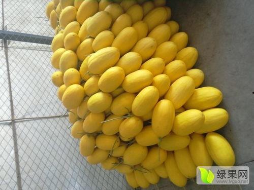 寿光今日哈密瓜最新价格