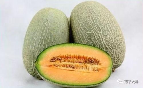 寿光今日哈密瓜最新价格