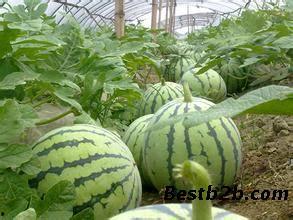 今日瓜价格,市场行情一览