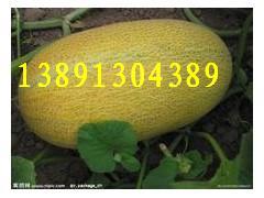 今日哈密瓜行情,今日市场动态一览