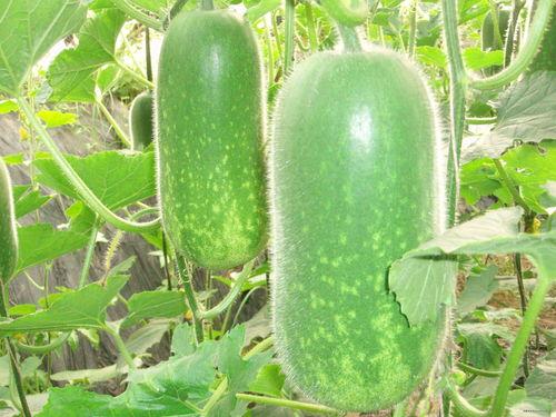 今日吃瓜每日大瓜,揭秘娱乐圈最新大瓜，精彩纷呈等你来品