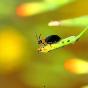 吃瓜黑科是什么意思