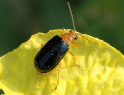 吃瓜黑科是什么意思