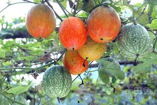 黑吊瓜能经常吃吗,适量食用，健康常伴