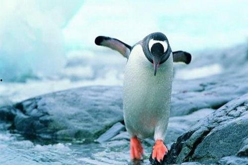 企鹅吃瓜爆料免费下载