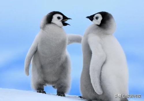 企鹅吃瓜爆料免费下载