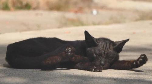 吃瓜抖音山猫无名黑料,吃瓜群众热议的无名黑料事件