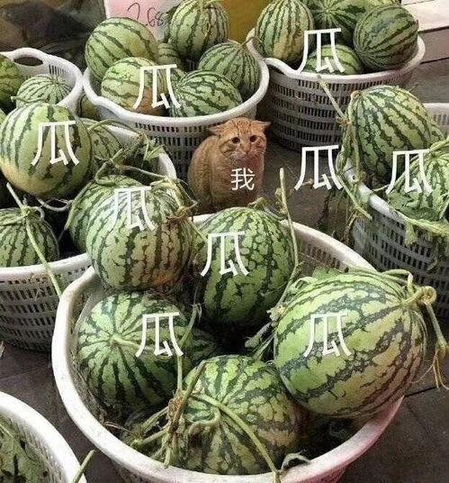 会长吃瓜爆料真的吗