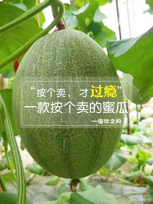 吃黑脆瓜升血糖快吗