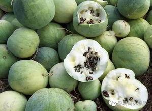 黑籽的水果瓜可以吃吗