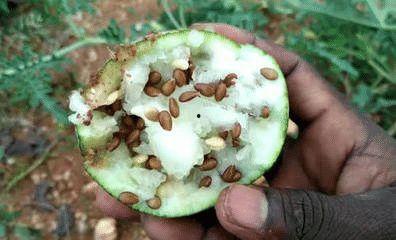 黑瓜吃料视频进不去了,揭秘背后原因及应对策略